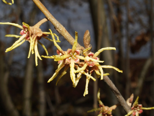 Hamamelis vernalis - Herrenkamper Gärten - Pflanzenraritäten