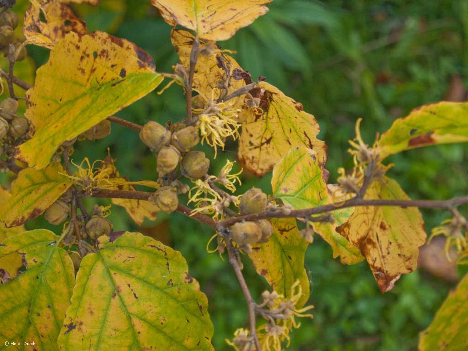 Hamamelis virginiana - Herrenkamper Gärten - Pflanzenraritäten