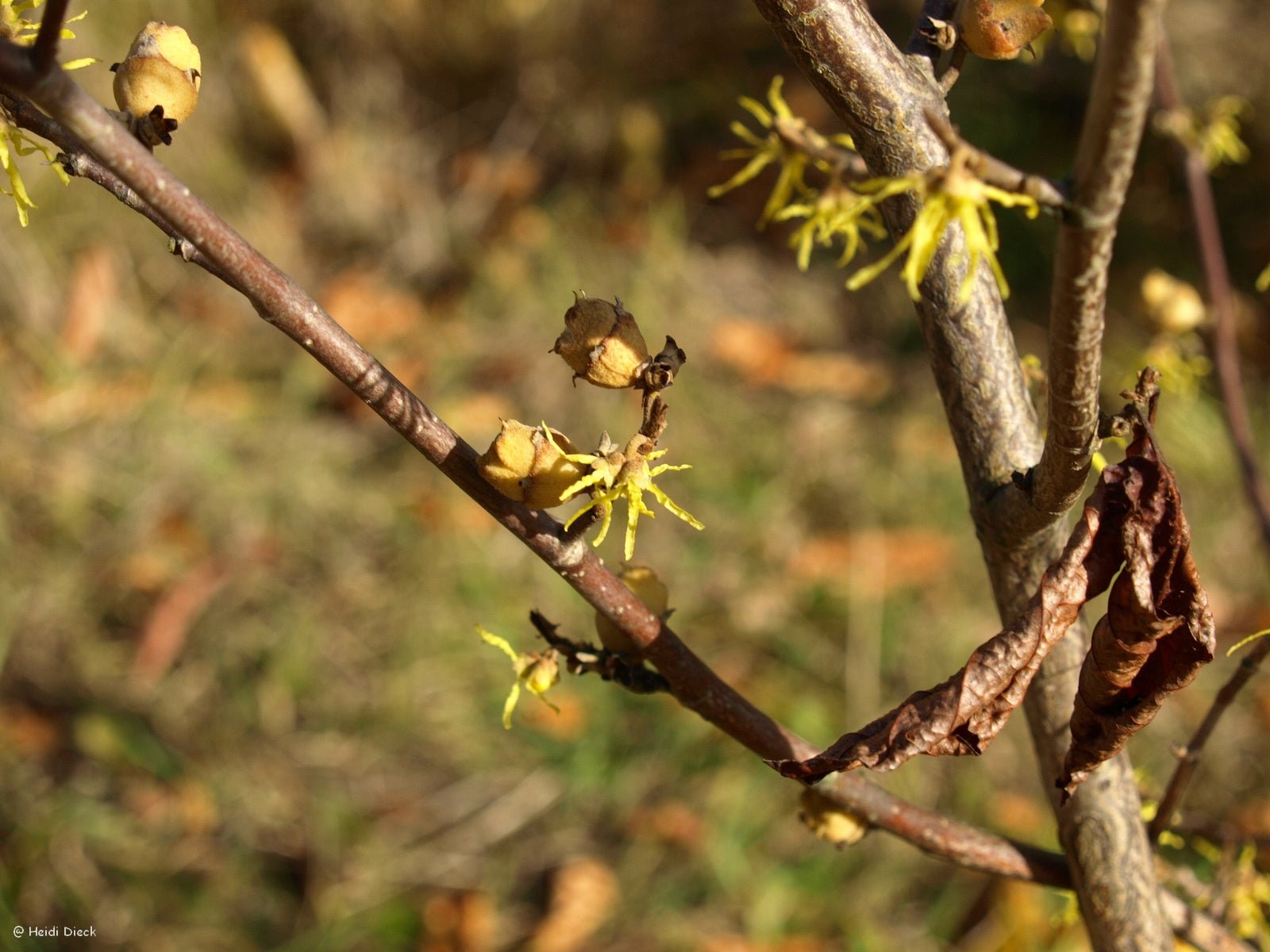 Hamamelis virginiana - Herrenkamper Gärten - Pflanzenraritäten