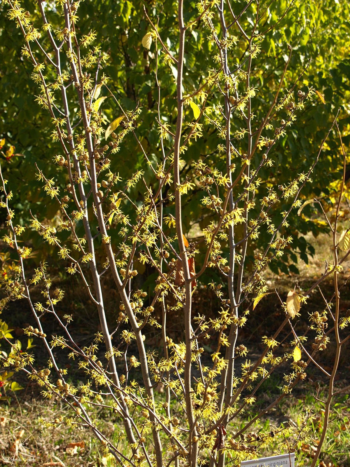 Hamamelis virginiana - Herrenkamper Gärten - Pflanzenraritäten