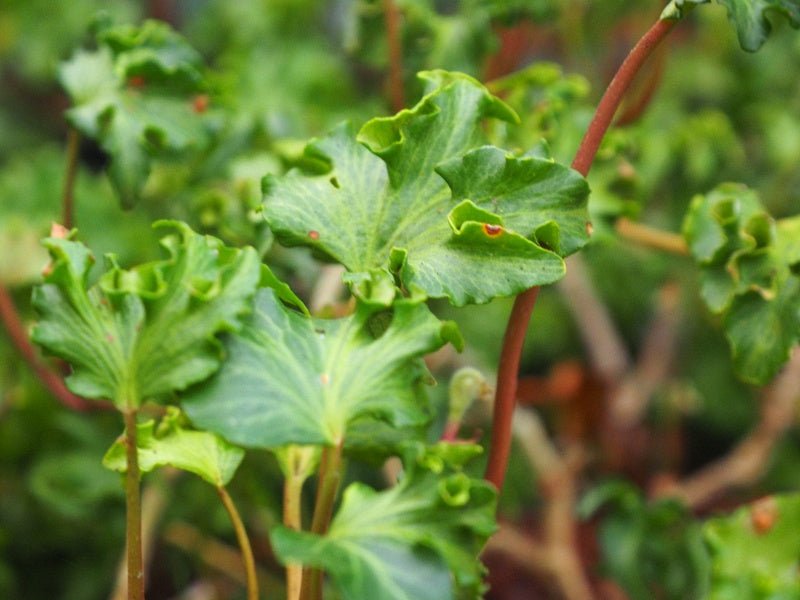 Hedera helix 'Fluffy Ruffles' - Herrenkamper Gärten - Pflanzenraritäten