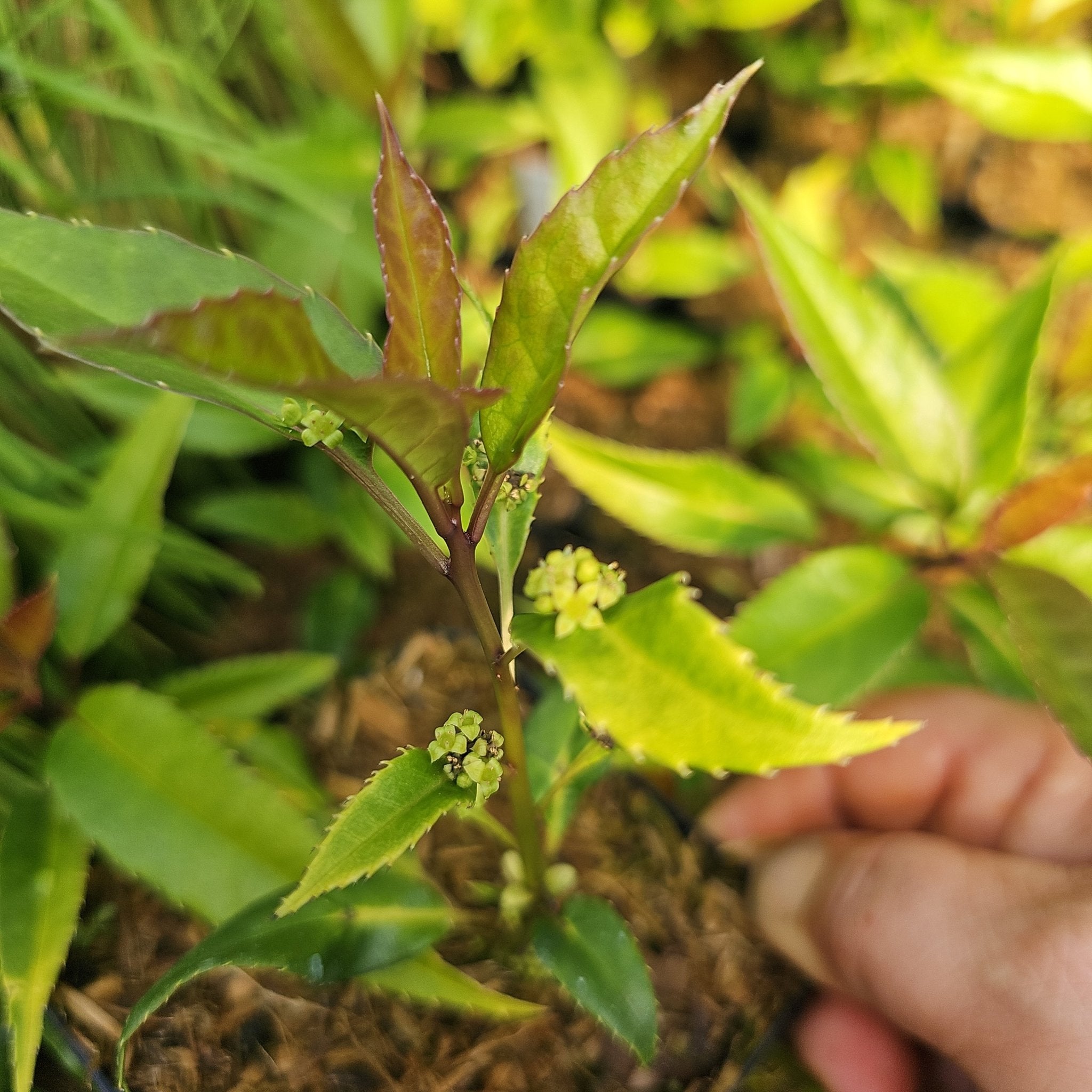 Helwingia chinensis 'Broad Leaf Form' - Herrenkamper Gärten - Pflanzenraritäten