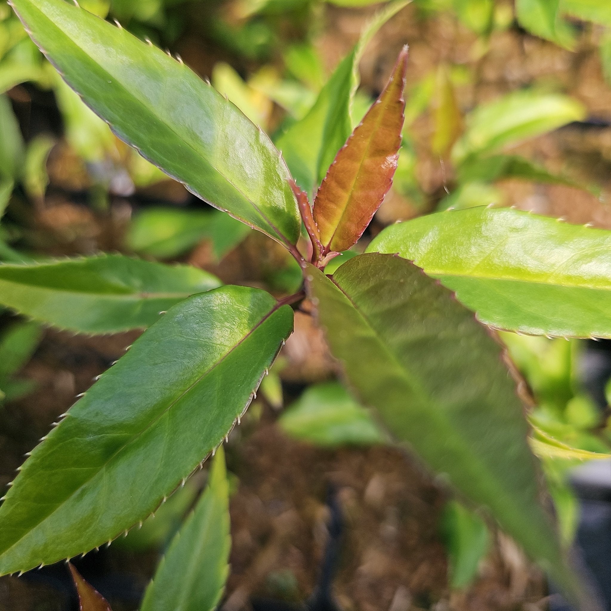 Helwingia chinensis 'Broad Leaf Form' - Herrenkamper Gärten - Pflanzenraritäten