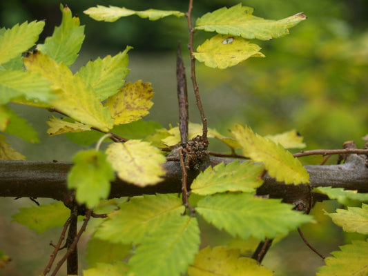 Hemiptelea davidii - Herrenkamper Gärten - Pflanzenraritäten