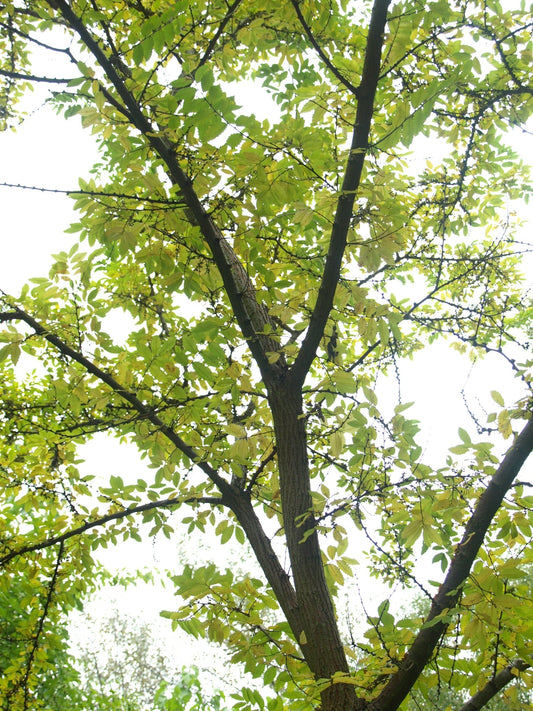 Hemiptelea davidii - Herrenkamper Gärten - Pflanzenraritäten