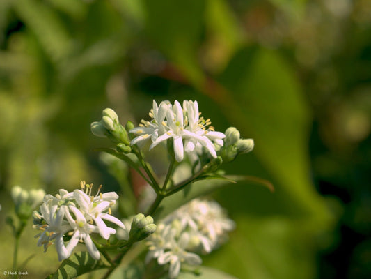 Heptacodium miconioides - Herrenkamper Gärten - Pflanzenraritäten