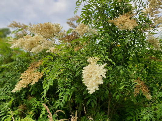 Holodiscus discolor - Herrenkamper Gärten - Pflanzenraritäten