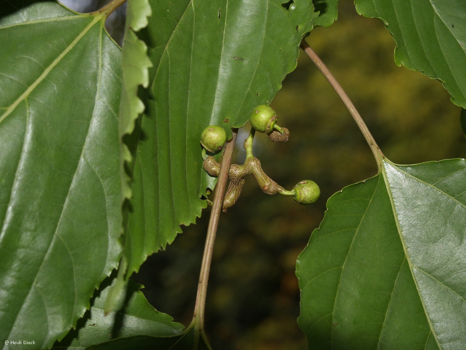 Hovenia dulcis - Herrenkamper Gärten - Pflanzenraritäten