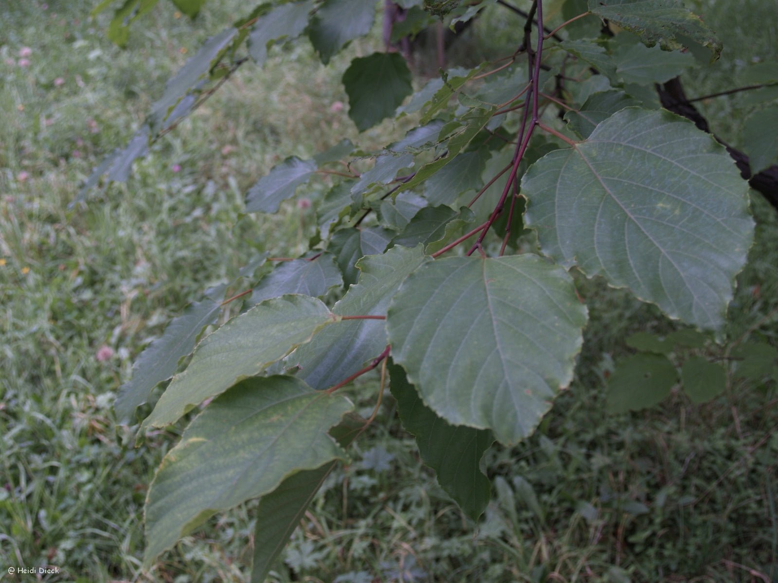 Hovenia dulcis - Herrenkamper Gärten - Pflanzenraritäten