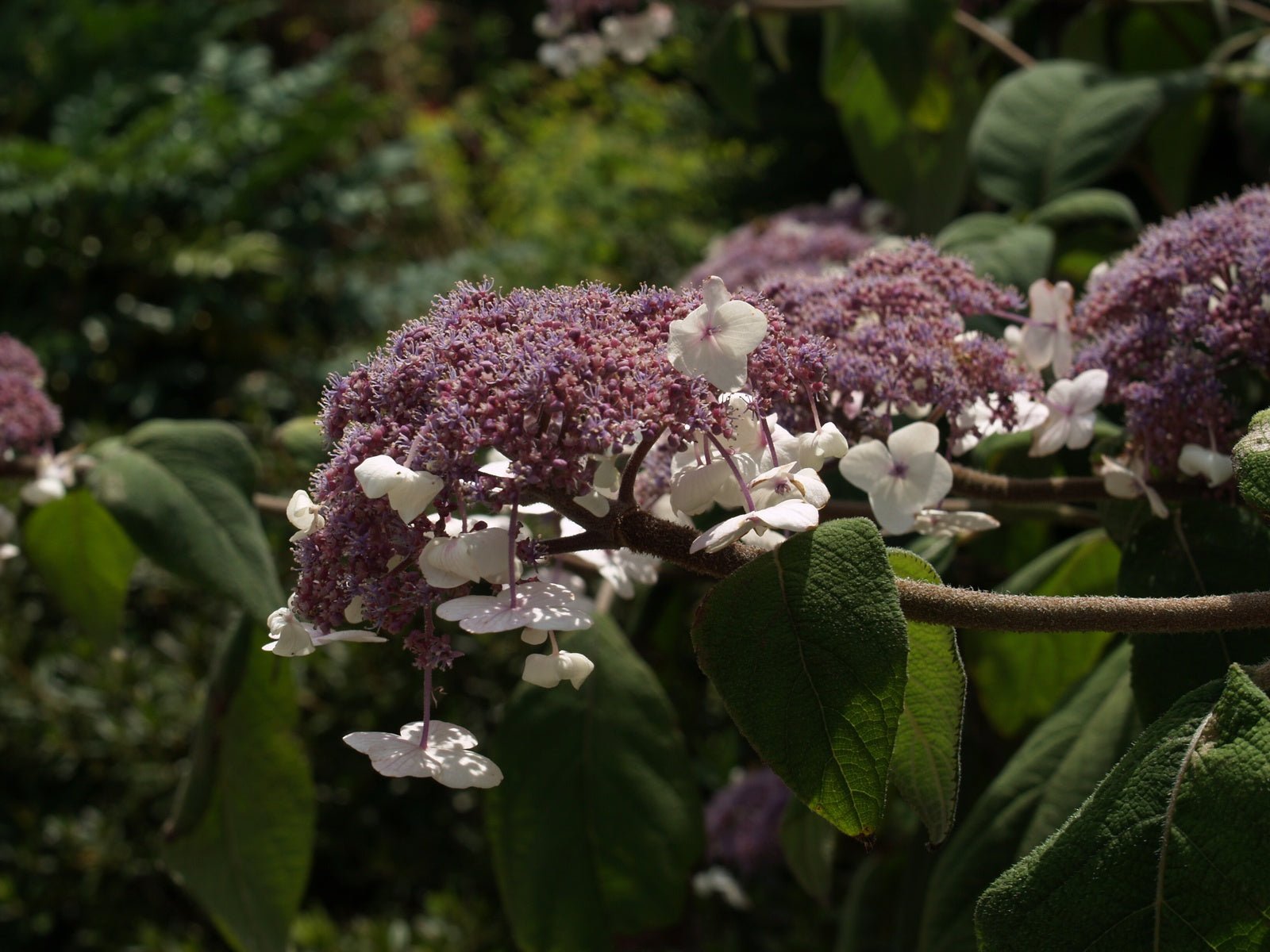 Hydrangea aspera 'Macrophylla' - Herrenkamper Gärten - Pflanzenraritäten