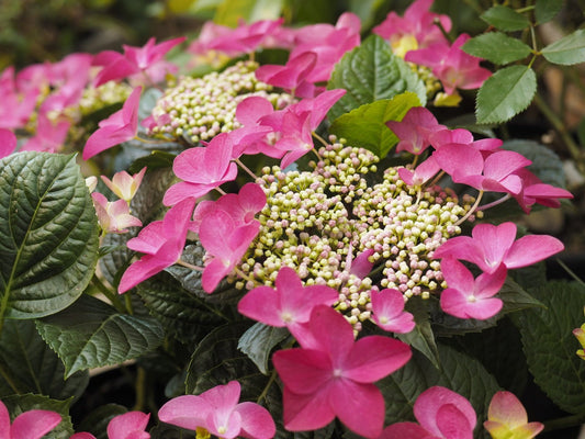 Hydrangea macrophylla 'Little Hortensia' - Herrenkamper Gärten - Pflanzenraritäten