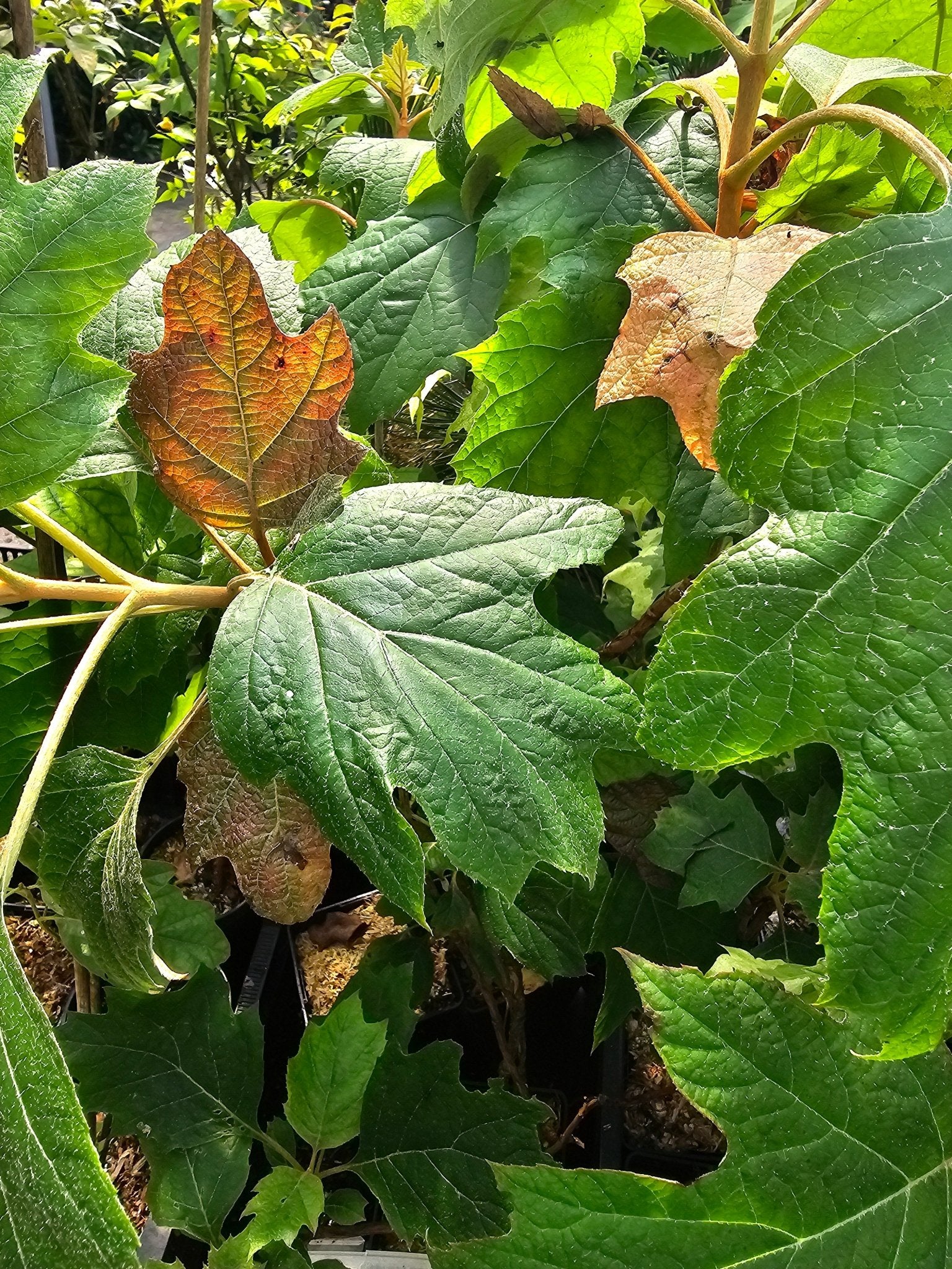 Hydrangea quercifolia 'Amethyst' - Herrenkamper Gärten - Pflanzenraritäten