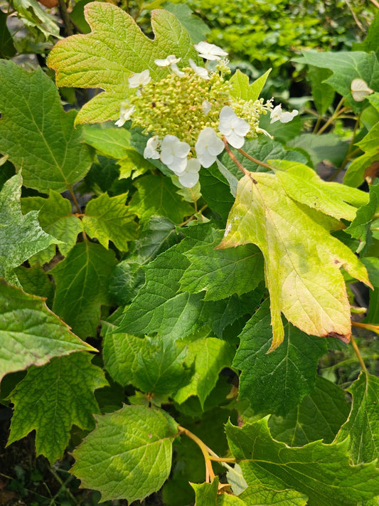 Hydrangea quercifolia 'Amethyst' - Herrenkamper Gärten - Pflanzenraritäten