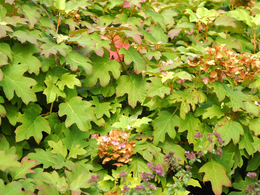 Hydrangea quercifolia ' Burgundy' - Herrenkamper Gärten - Pflanzenraritäten