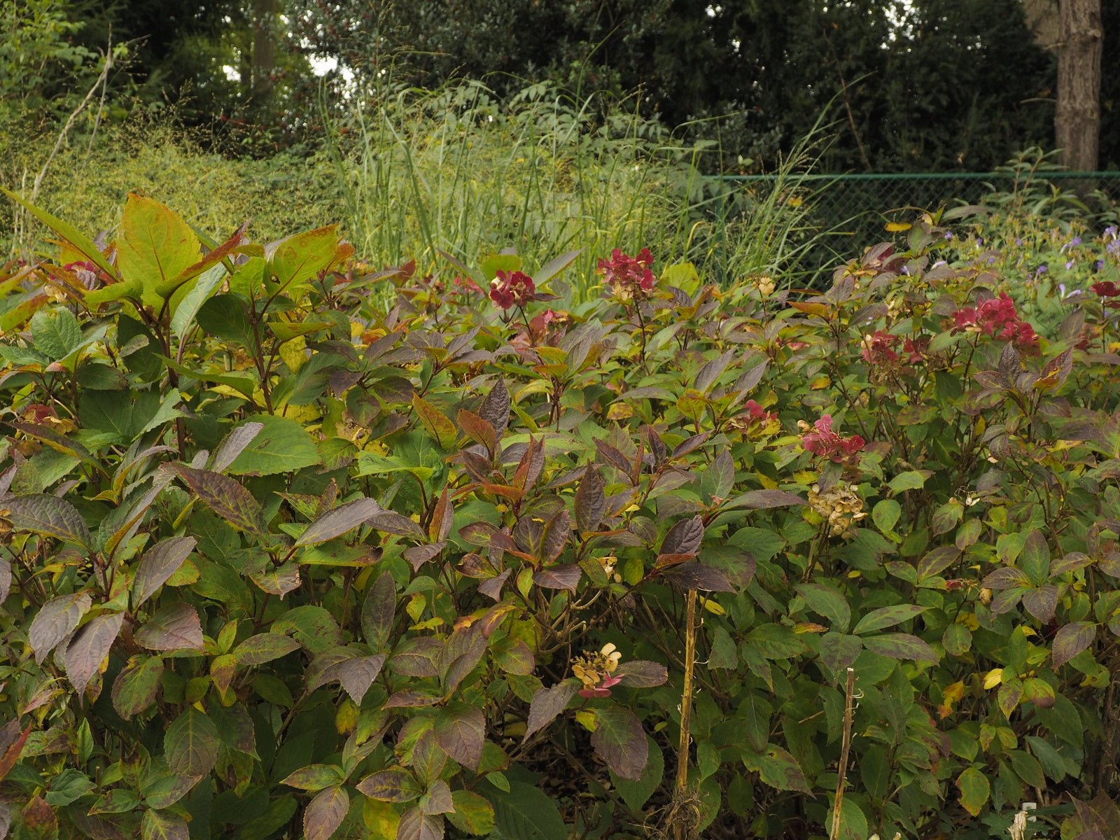 Hydrangea serrata 'Preziosa' - Herrenkamper Gärten - Pflanzenraritäten