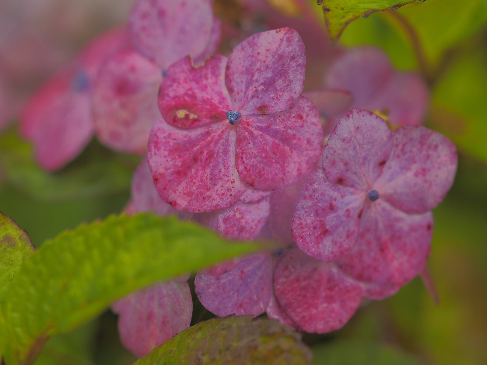 Hydrangea serrata 'Preziosa' - Herrenkamper Gärten - Pflanzenraritäten