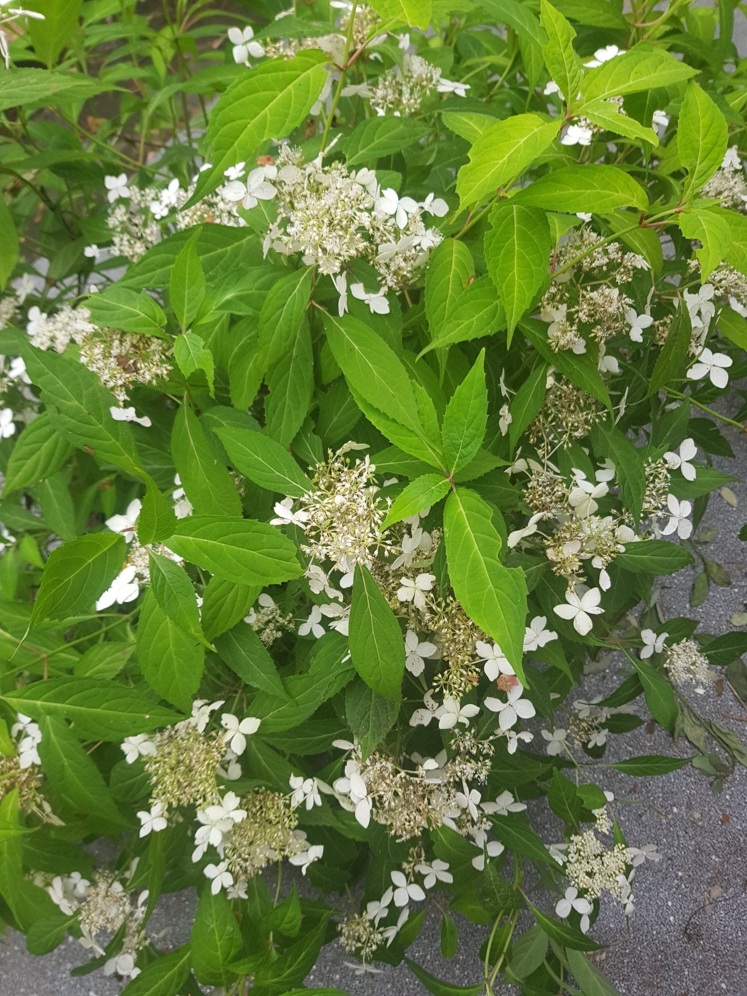 Hydrangea serrata ssp. angustata Dwarf White - Herrenkamper Gärten - Pflanzenraritäten