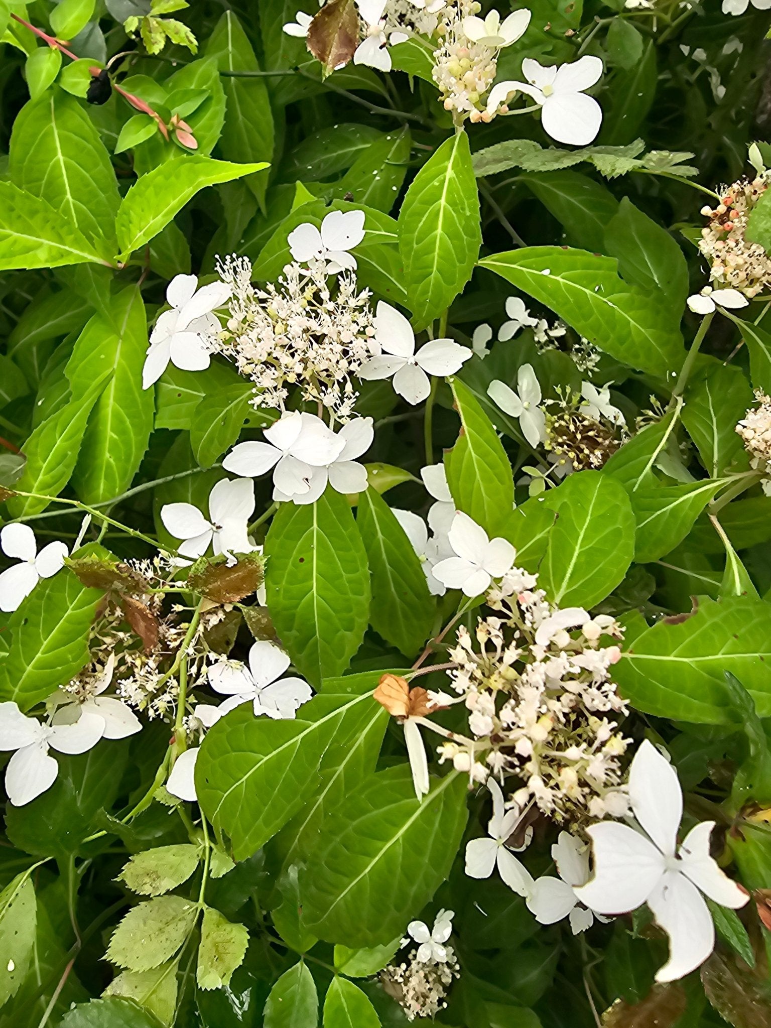 Hydrangea serrata ssp. angustata Dwarf White - Herrenkamper Gärten - Pflanzenraritäten