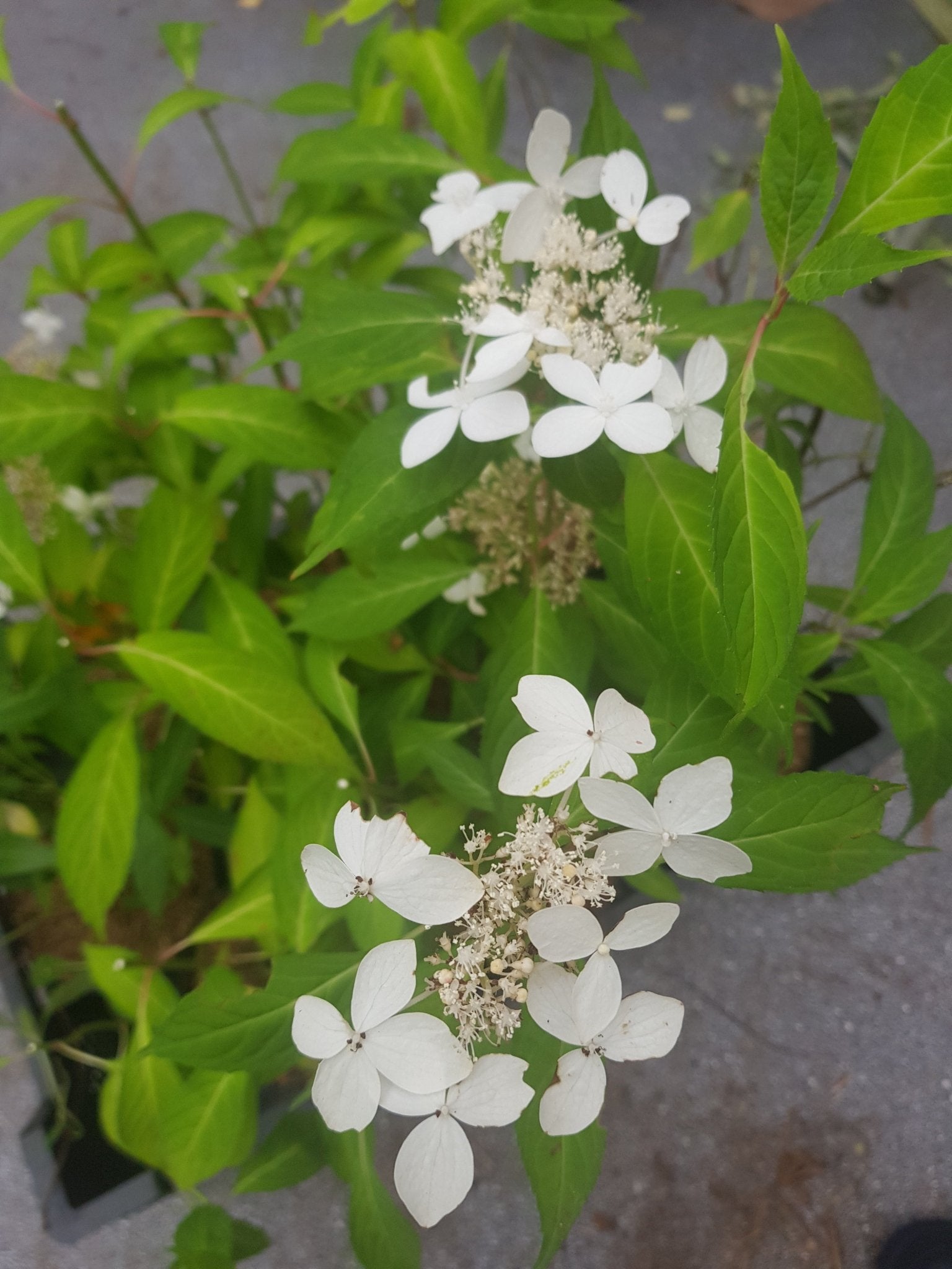 Hydrangea serrata ssp. angustata Dwarf White - Herrenkamper Gärten - Pflanzenraritäten