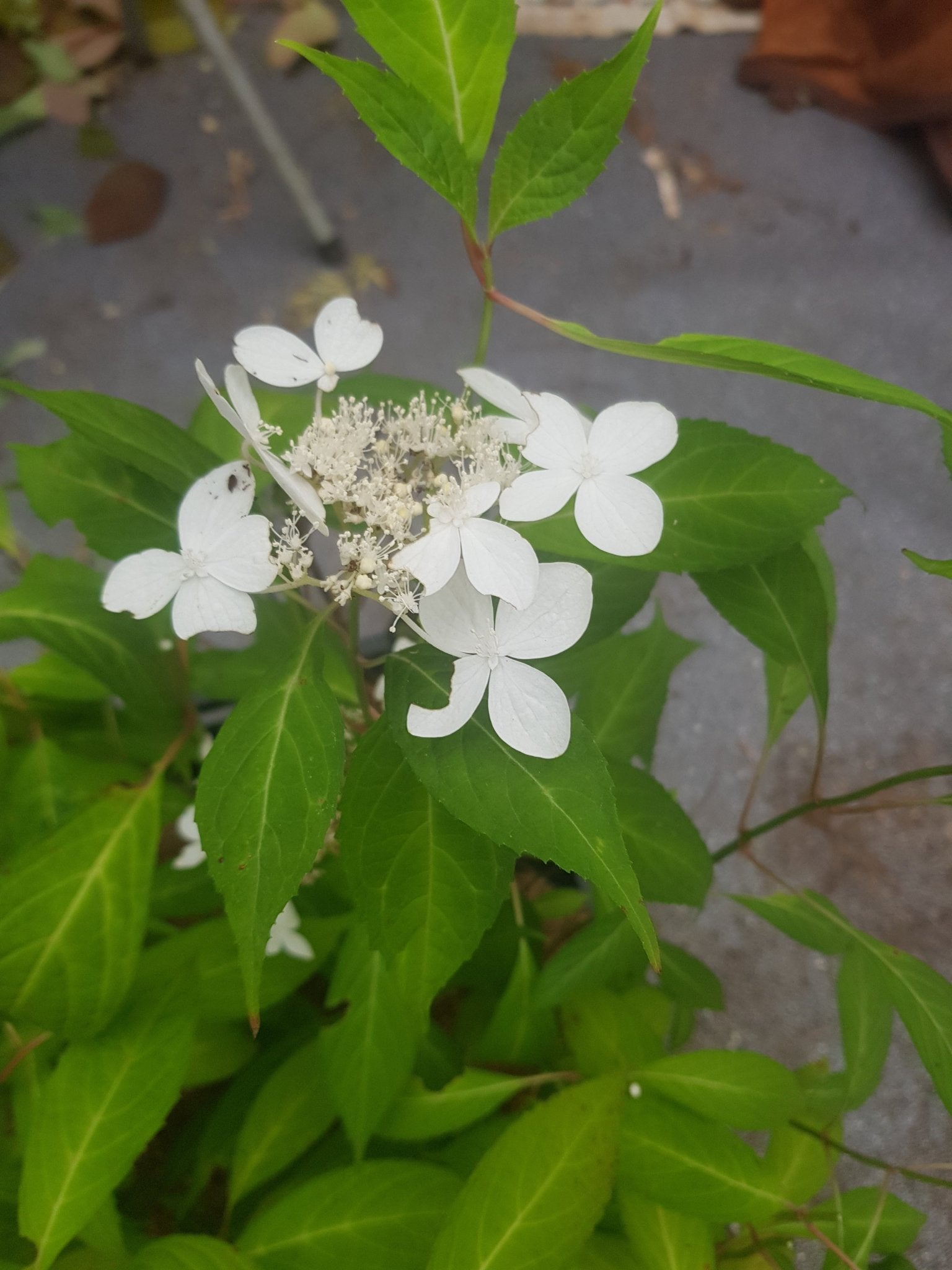 Hydrangea serrata ssp. angustata Dwarf White - Herrenkamper Gärten - Pflanzenraritäten