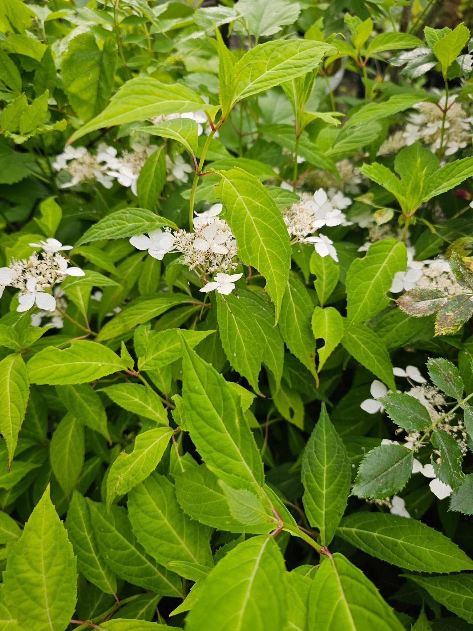 Hydrangea serrata ssp. angustata Dwarf White - Herrenkamper Gärten - Pflanzenraritäten