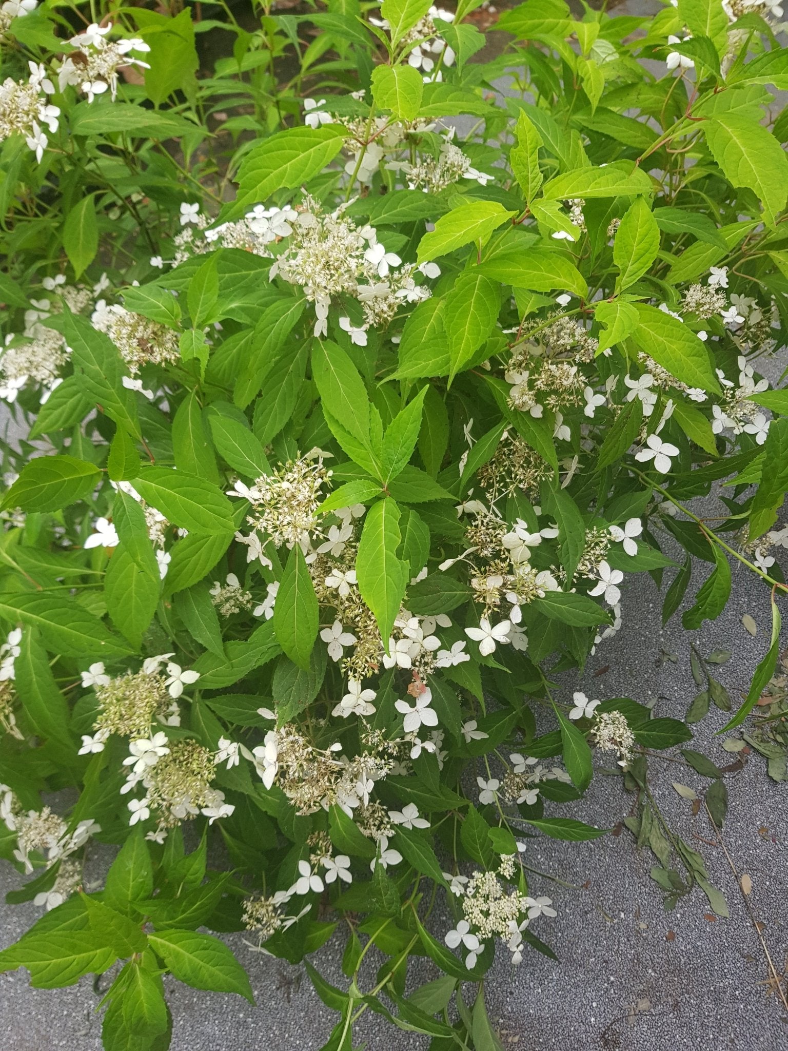 Hydrangea serrata ssp. angustata Dwarf White - Herrenkamper Gärten - Pflanzenraritäten