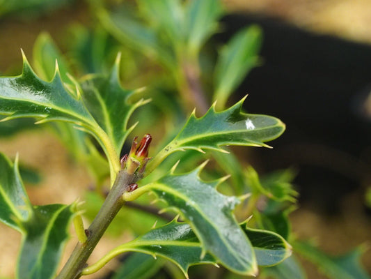 Ilex aquifolium 'Hastata' - Herrenkamper Gärten - Pflanzenraritäten