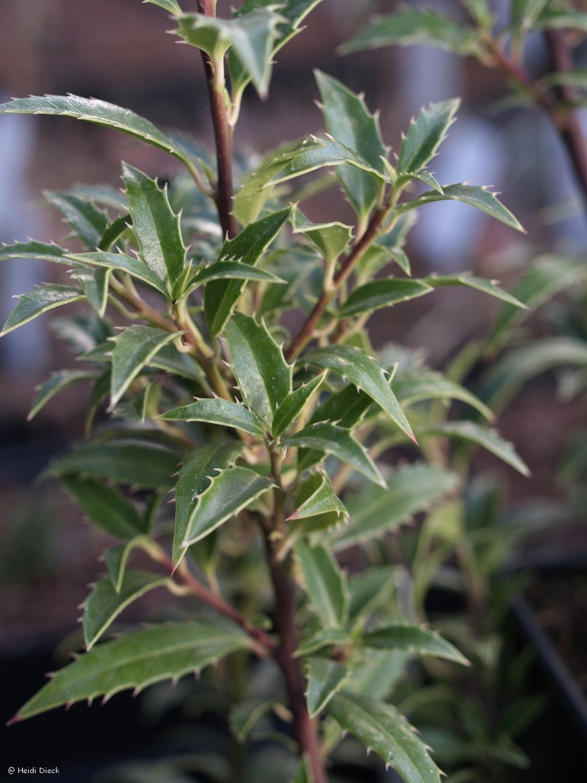 Ilex aquifolium 'Myrtifolium' - Herrenkamper Gärten - Pflanzenraritäten