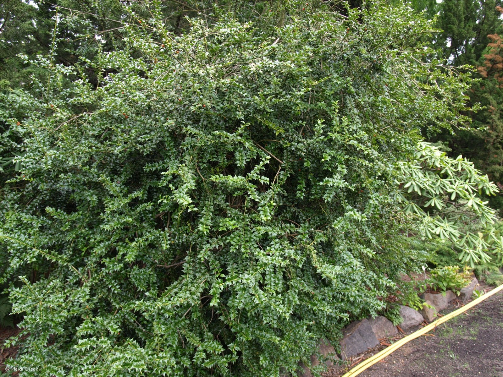 Ilex pernyi - Herrenkamper Gärten - Pflanzenraritäten