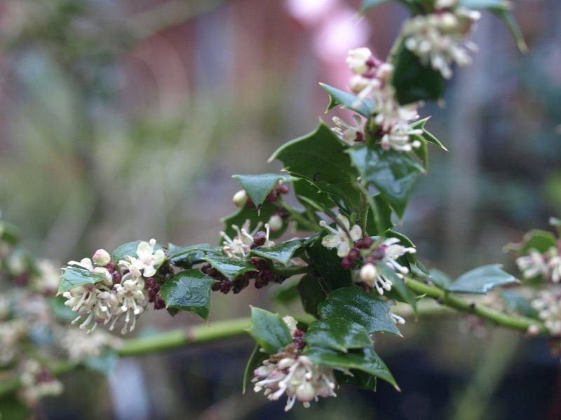 Ilex pernyi - Herrenkamper Gärten - Pflanzenraritäten