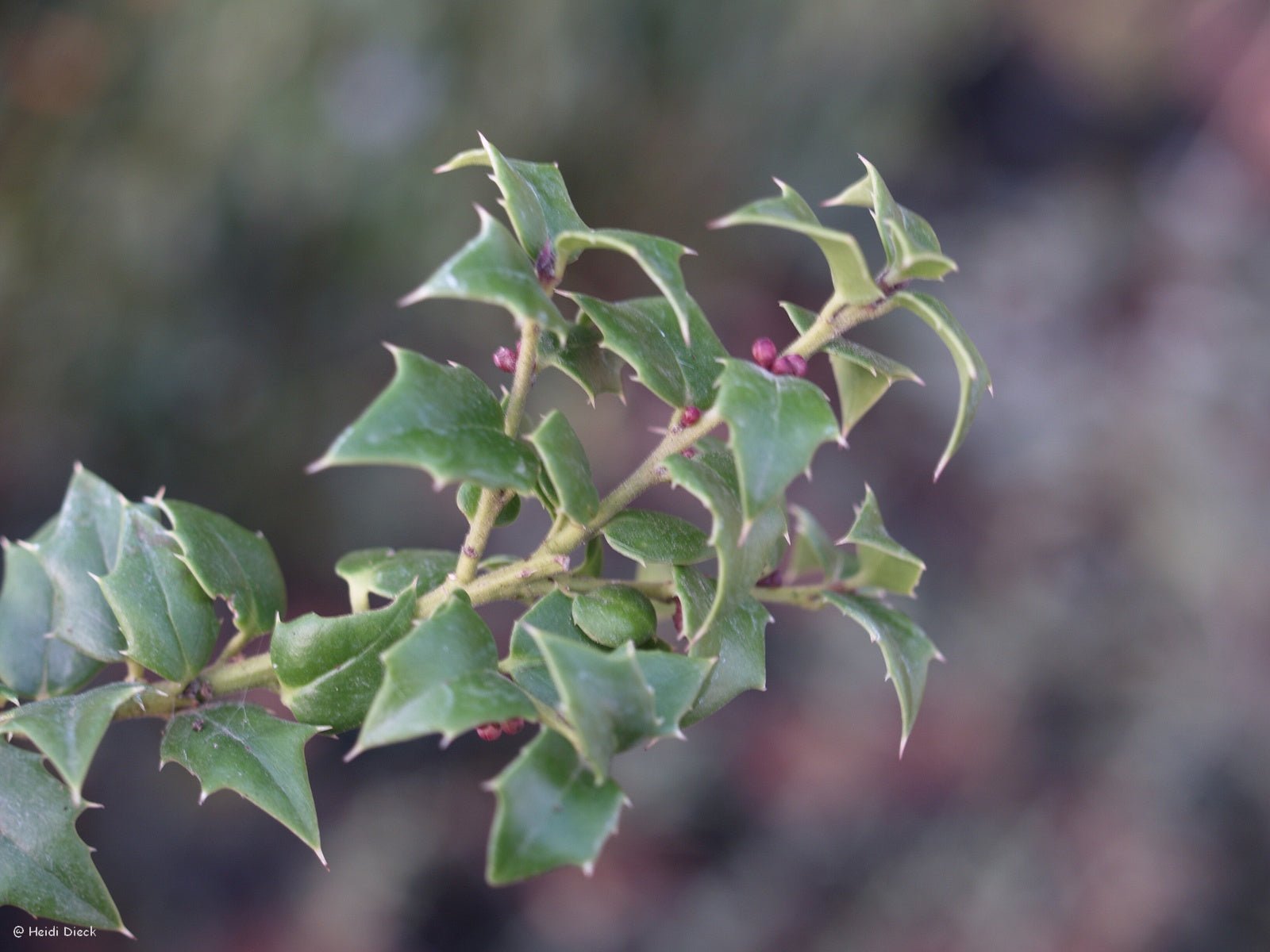 Ilex pernyi - Herrenkamper Gärten - Pflanzenraritäten