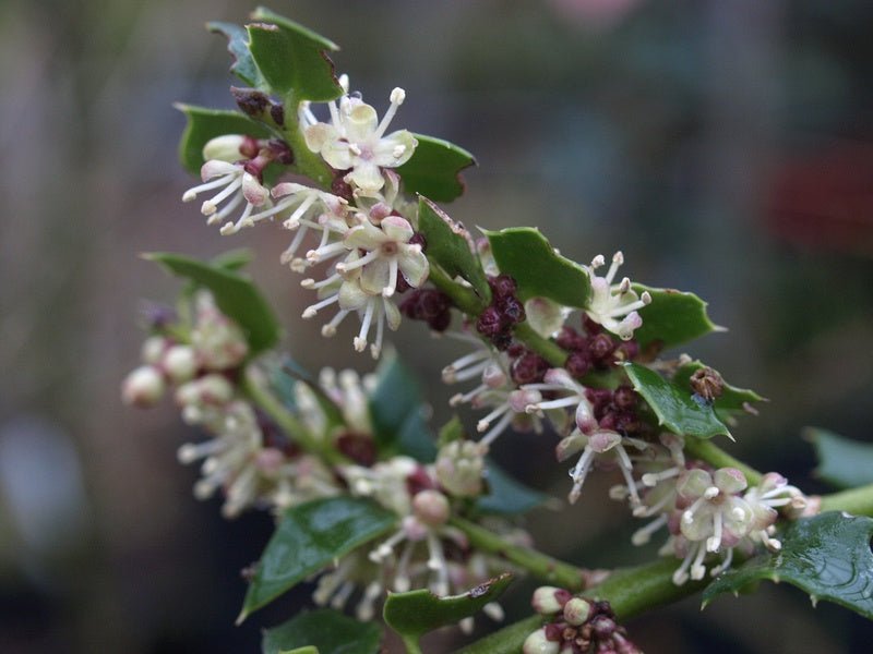 Ilex pernyi - Herrenkamper Gärten - Pflanzenraritäten