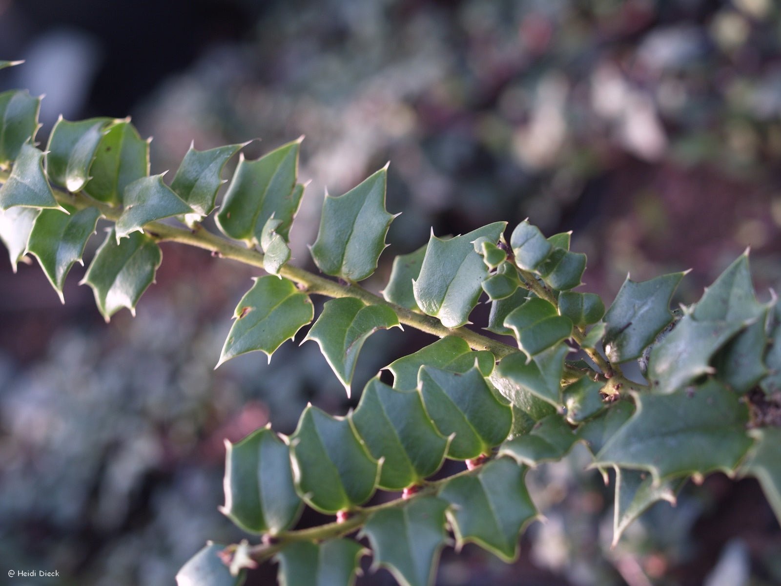 Ilex pernyi - Herrenkamper Gärten - Pflanzenraritäten