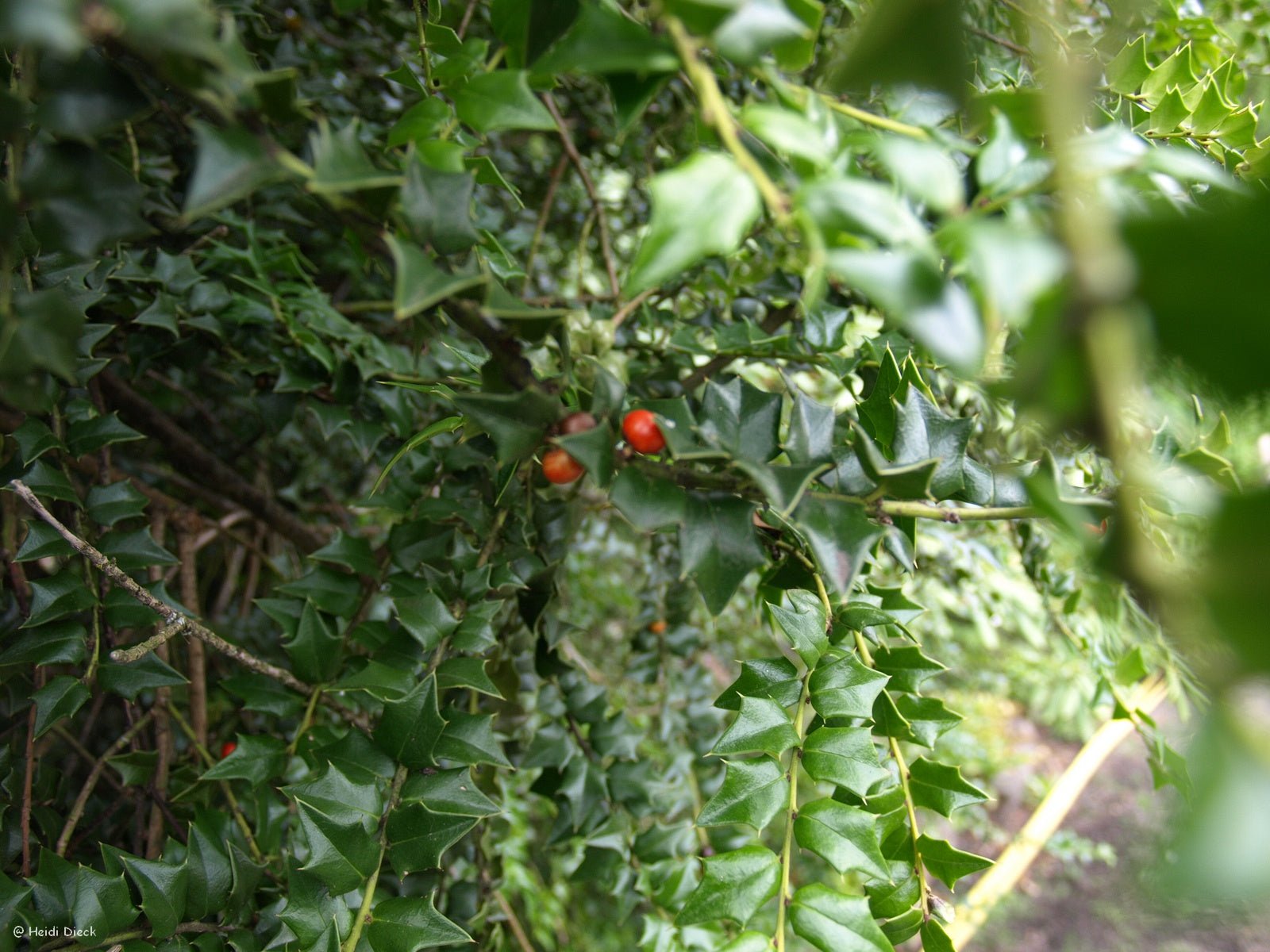 Ilex pernyi - Herrenkamper Gärten - Pflanzenraritäten