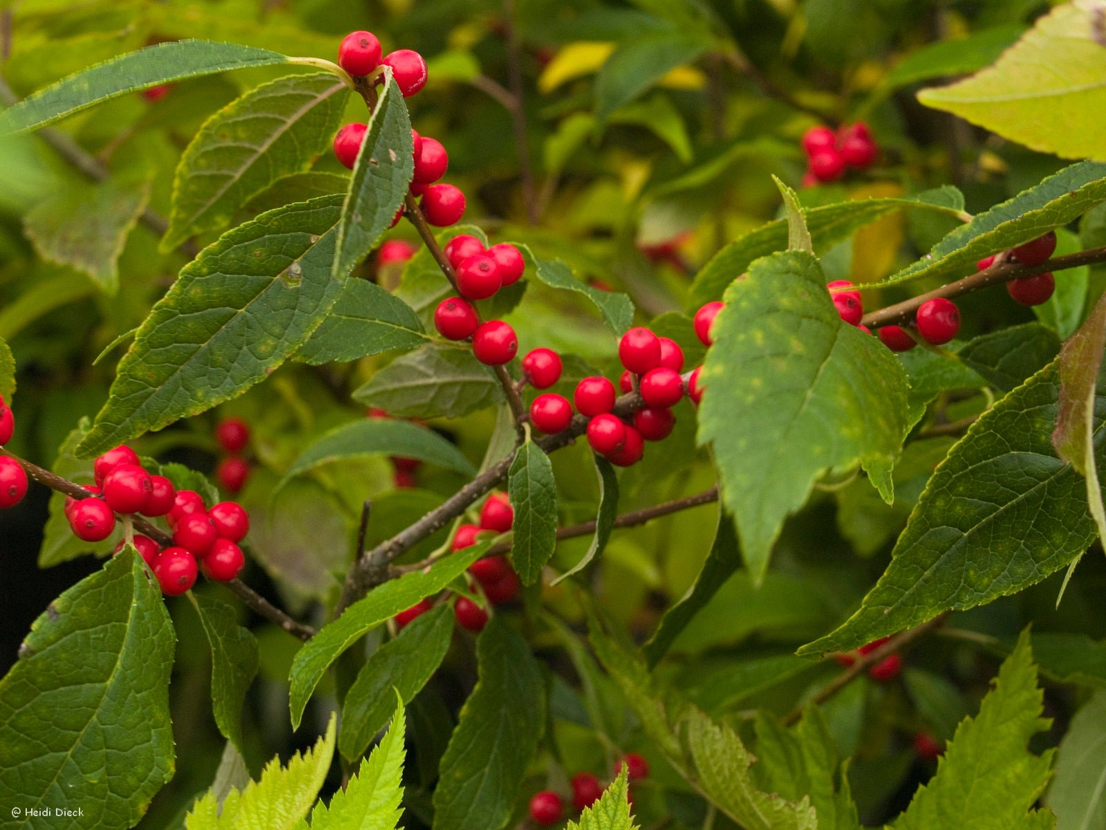 Ilex verticillata 'Maryland Beauty' - Herrenkamper Gärten - Pflanzenraritäten