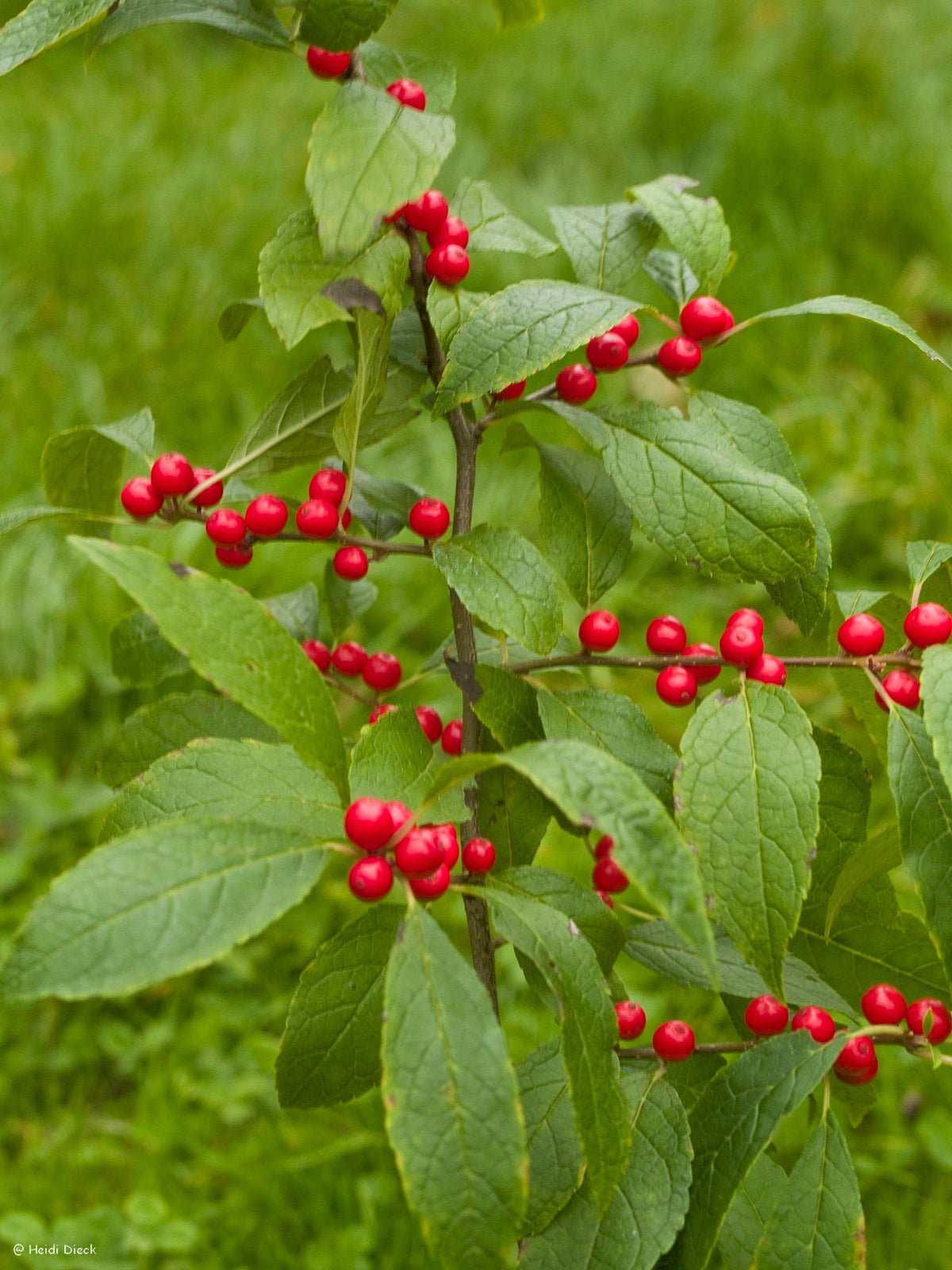 Ilex verticillata 'Maryland Beauty' - Herrenkamper Gärten - Pflanzenraritäten