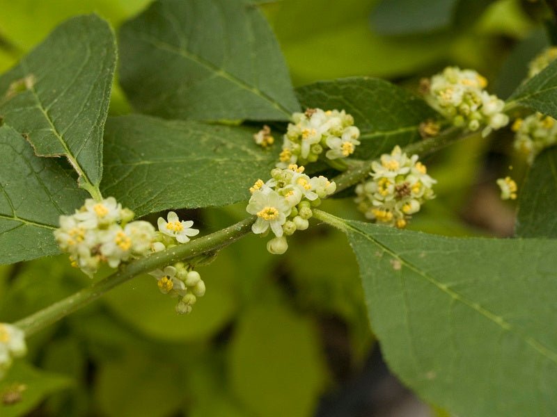 Ilex verticillata 'Southern Gentleman' - Herrenkamper Gärten - Pflanzenraritäten