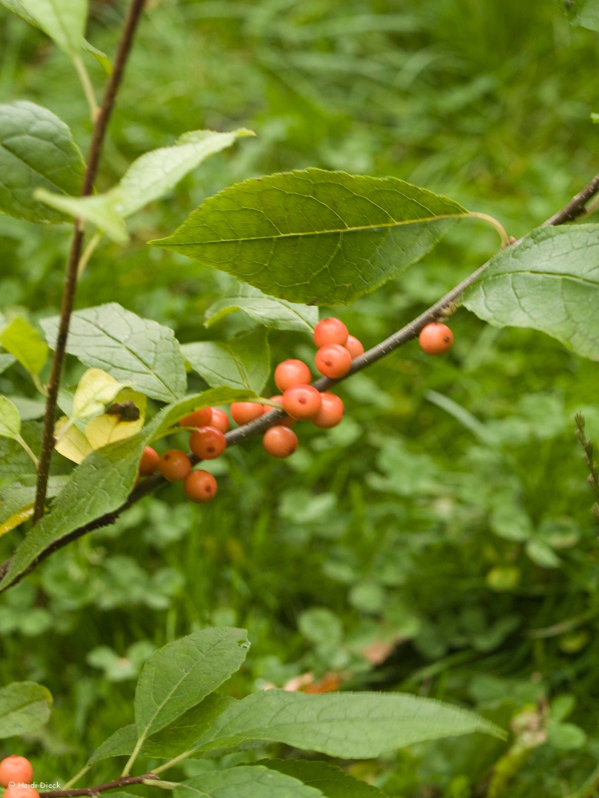 Ilex verticillata 'Winter Gold' - Herrenkamper Gärten - Pflanzenraritäten