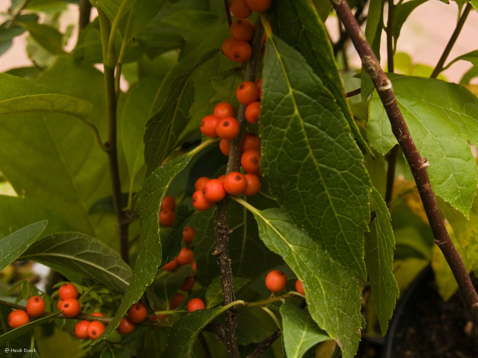 Ilex verticillata 'Winter Gold' - Herrenkamper Gärten - Pflanzenraritäten