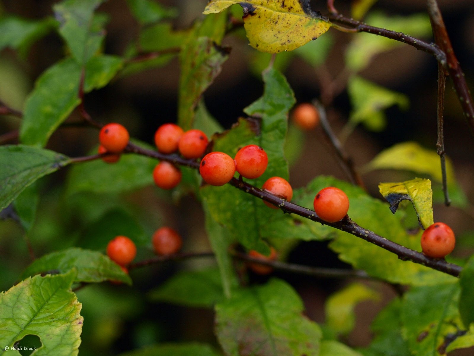 Ilex verticillata 'Winter Gold' - Herrenkamper Gärten - Pflanzenraritäten