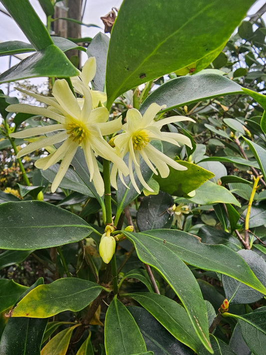 Illicium anisatum - Herrenkamper Gärten - Pflanzenraritäten