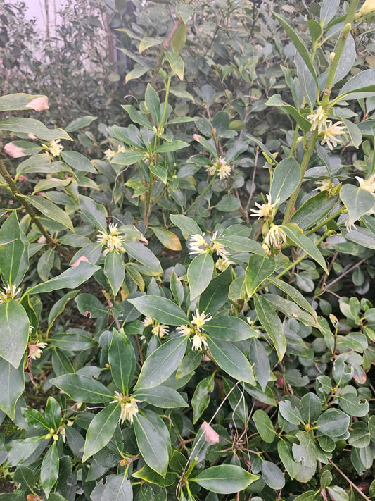 Illicium anisatum - Herrenkamper Gärten - Pflanzenraritäten