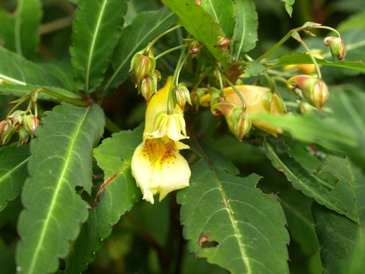 Impatiens omeiensis - Herrenkamper Gärten - Pflanzenraritäten