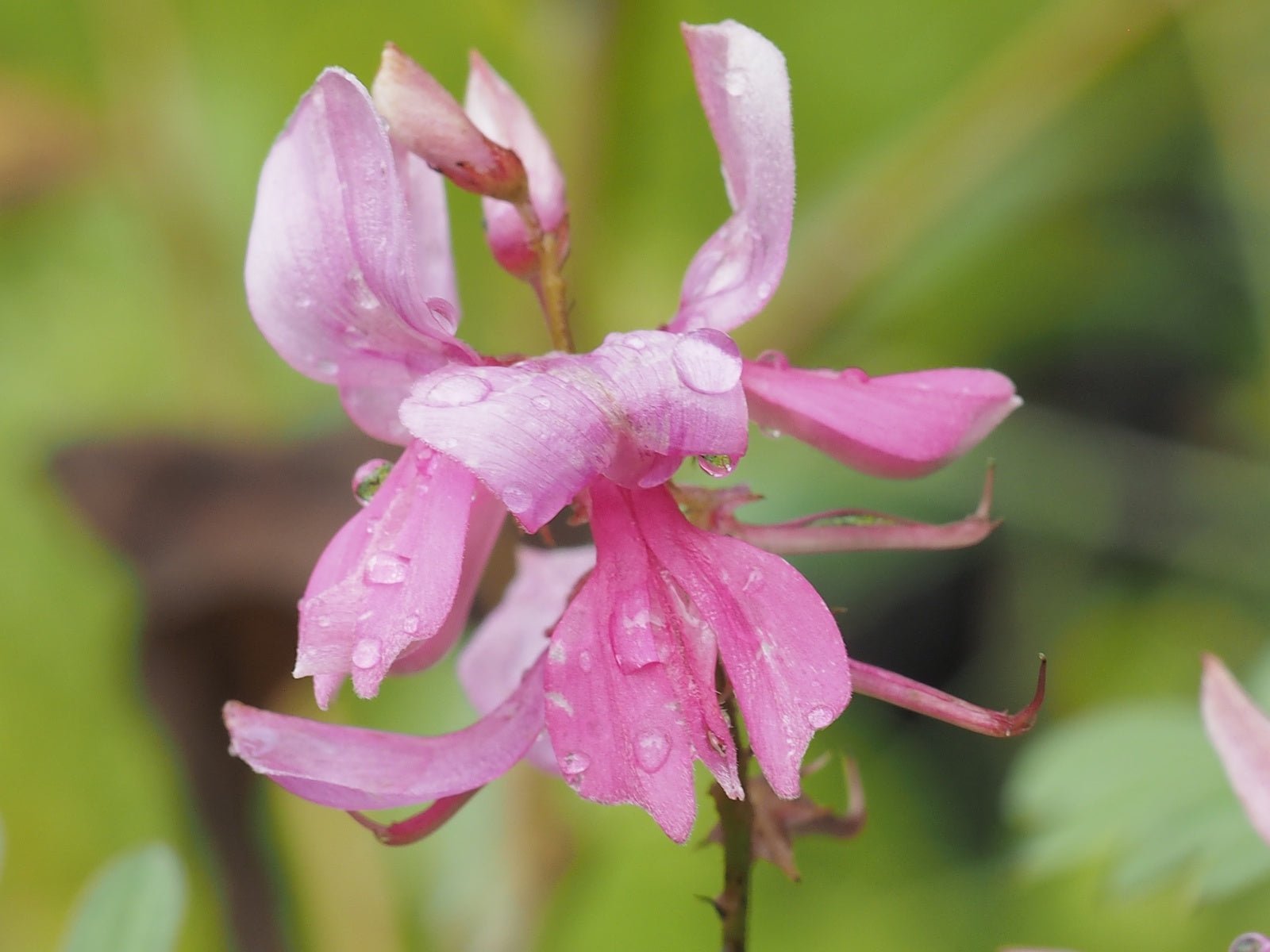 Indigofera heterantha syn. Indigofera gerardiana - Herrenkamper Gärten - Pflanzenraritäten