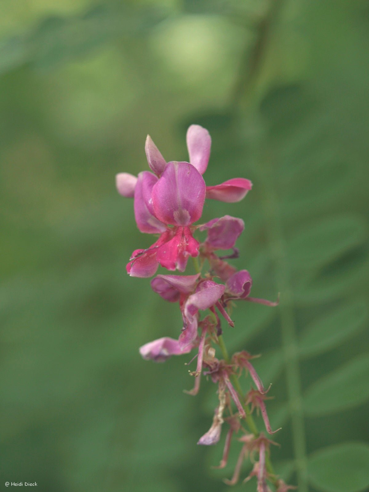 Indigofera heterantha syn. Indigofera gerardiana - Herrenkamper Gärten - Pflanzenraritäten