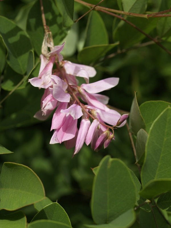 Indigofera kirilowii - Herrenkamper Gärten - Pflanzenraritäten