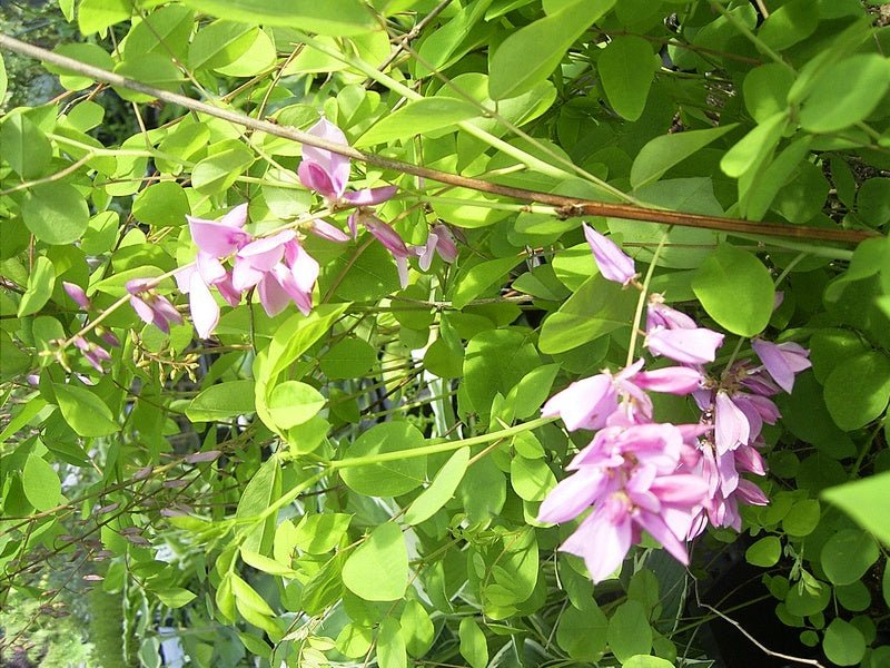 Indigofera kirilowii - Herrenkamper Gärten - Pflanzenraritäten