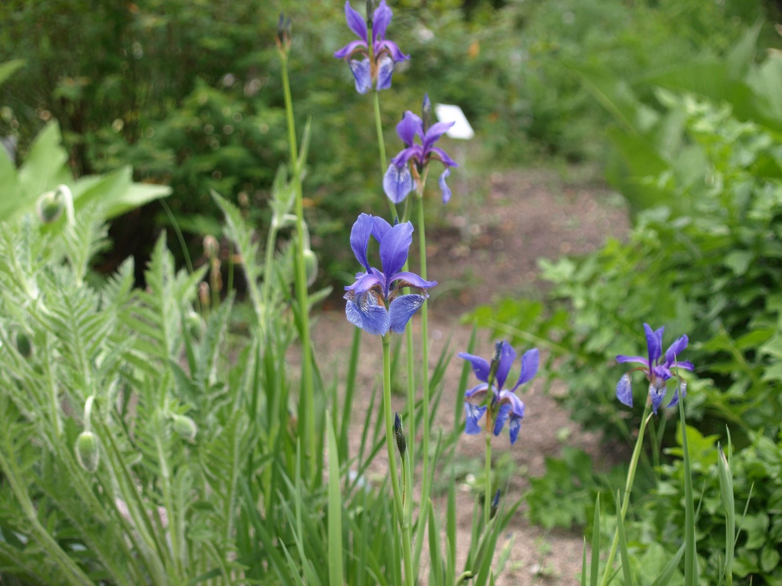 Iris bulleyana - Herrenkamper Gärten - Pflanzenraritäten