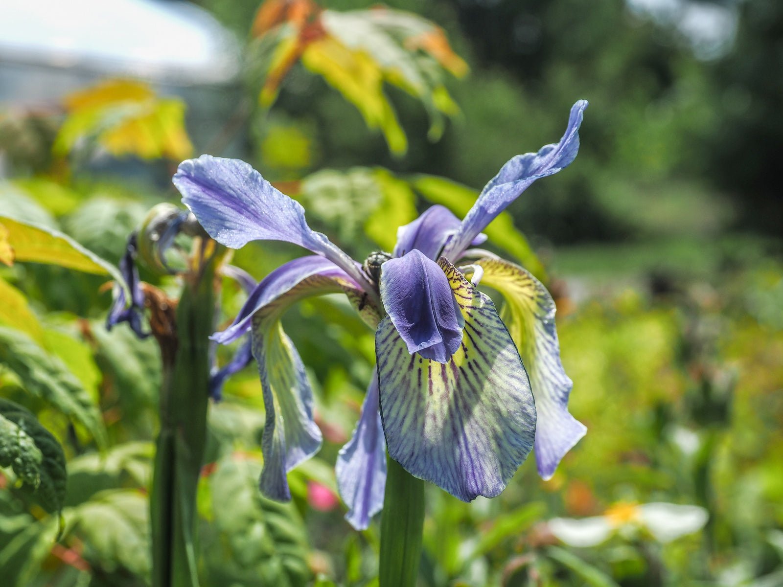 Iris bulleyana - Herrenkamper Gärten - Pflanzenraritäten