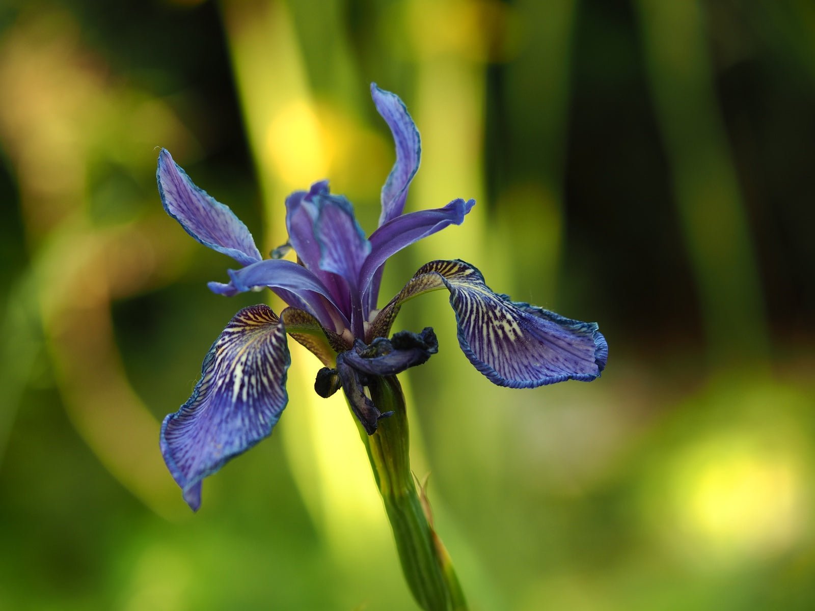 Iris bulleyana - Herrenkamper Gärten - Pflanzenraritäten